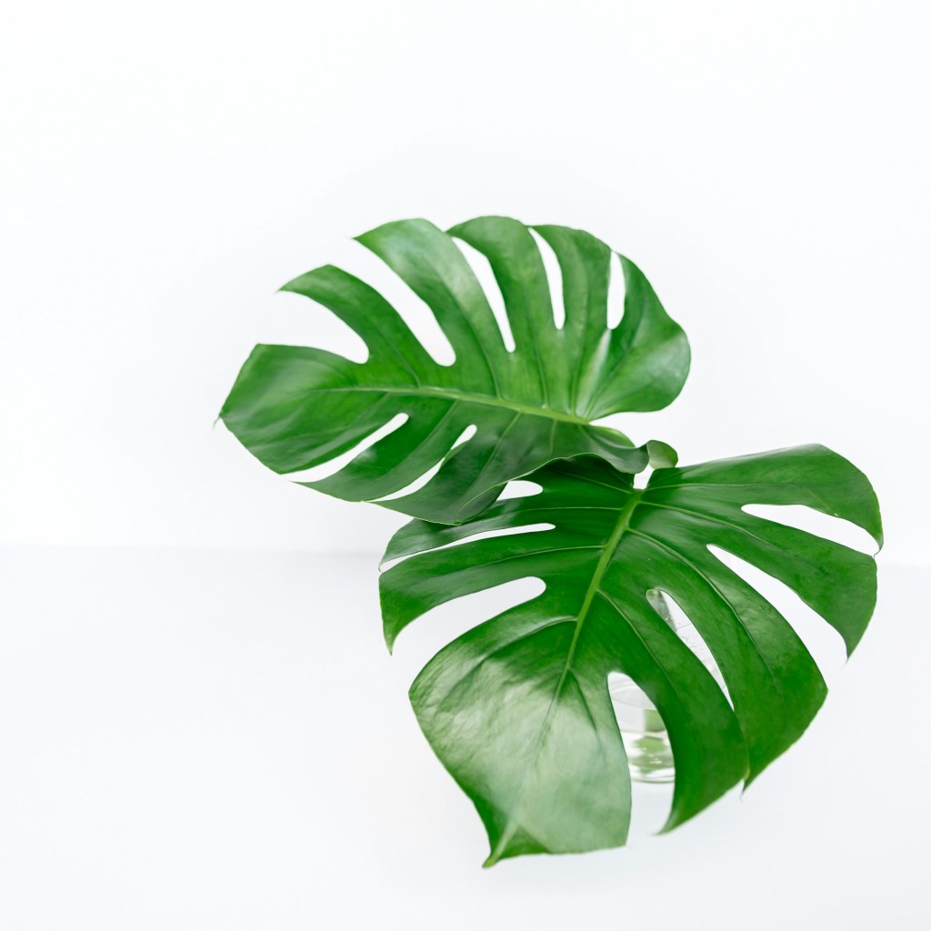 Monstera